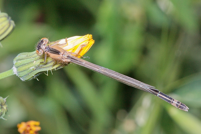 First of the season:  Ischnura genei